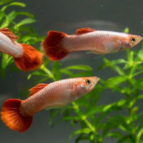 Poecilia ret.   Guppy red blood